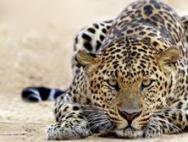 Леопард – животное красной книги: описание, картинки и фото, видео про леопардов