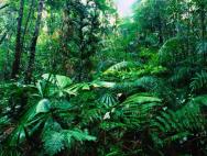 Растительный мир тропических лесов