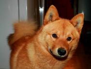 Уход за финским шпицем, стандарт породы и описание внешнего вида собаки с фото