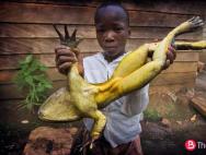 Жабы — Нарутопедия Где живет самая большая лягушка в мире