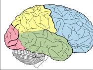 Abilità del cervello umano: fatti interessanti e superpoteri