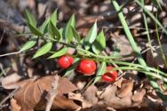 pungitopo spinoso: una pianta insolita pungitopo proprietà medicinali foglie