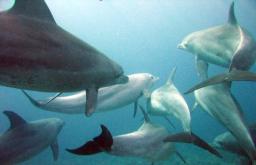 Perché gli squali hanno paura dei delfini