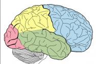 Abilità del cervello umano: fatti interessanti e superauratura
