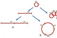 Caratteristiche della struttura del DNA mitocondriale