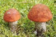 Funghi commestibili e le loro controparti velenose Funghi commestibili e le loro controparti e differenze