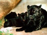 Pantera nera animale: dove vive e come appare Quanto costa un animale pantera