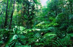 Flora della foresta tropicale