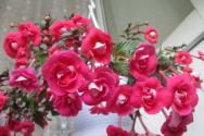 Cura e coltivazione degli achimeni in fiore in casa, propagazione delle varietà e foto