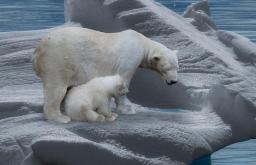 Dove vive l'orso polare. Orsi polari nell'Artico. Perché l'orso polare non è freddo nell'Artico